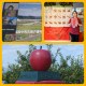 apple_day_KGSM_22__006
