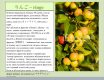 apple_day_KGSM_22__015