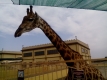 zoopark_12_month_4